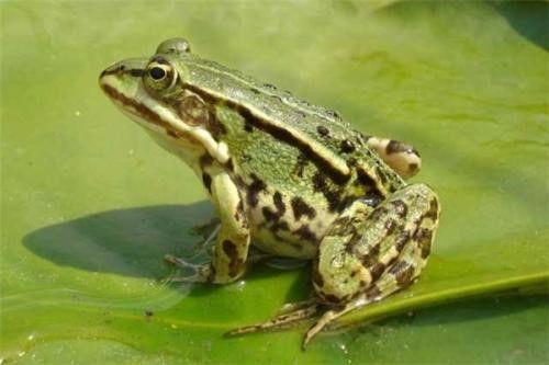 网红蛙打架吃瓜,一场吃瓜群众的狂欢盛宴  第2张